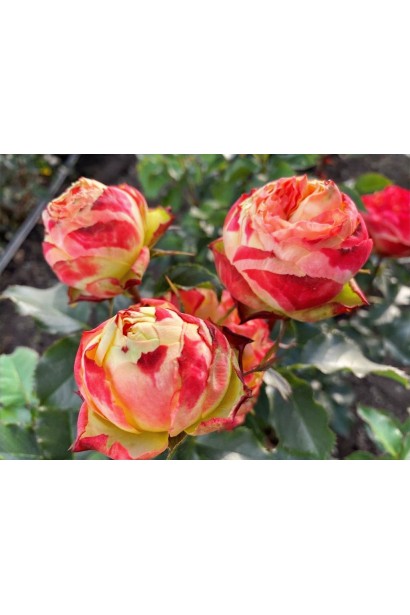 Троянда англійська Вулканіка